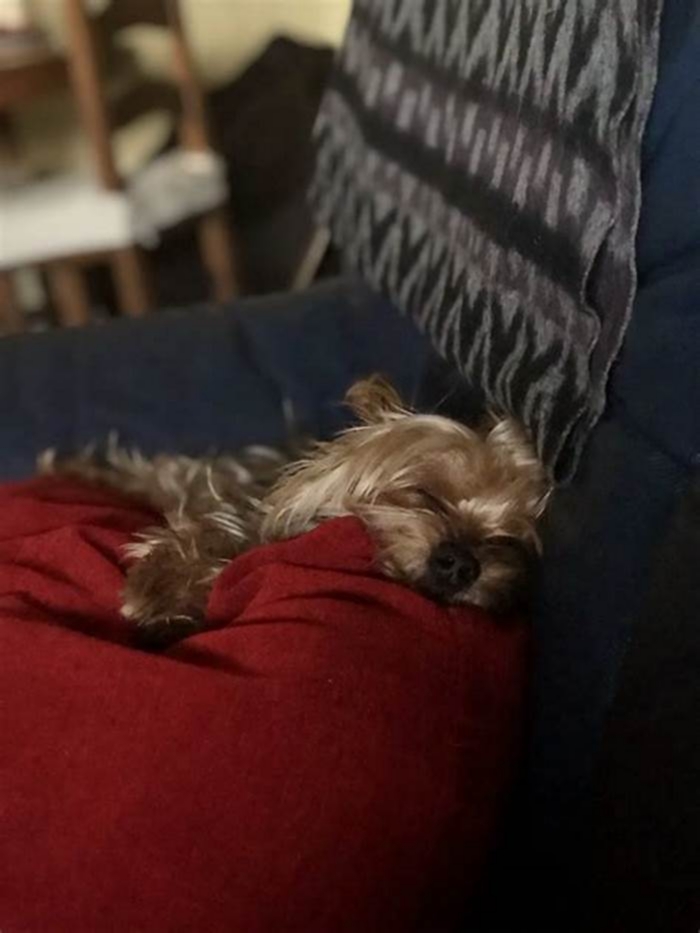 How do I know my Yorkie is dying?