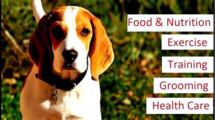 How do I make my beagle healthy