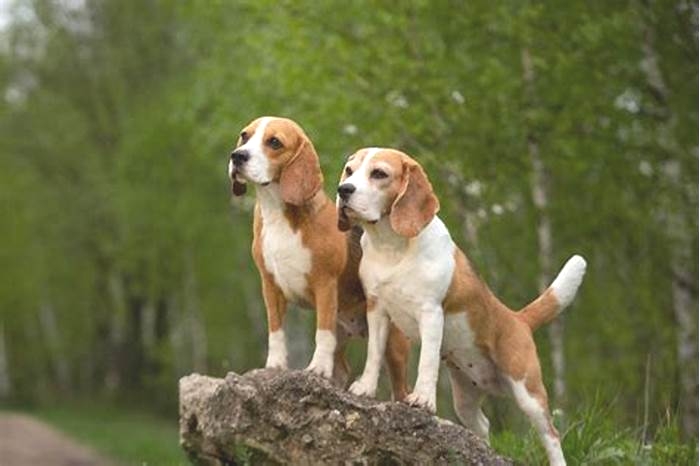 How do I tell if my Beagle is purebred?