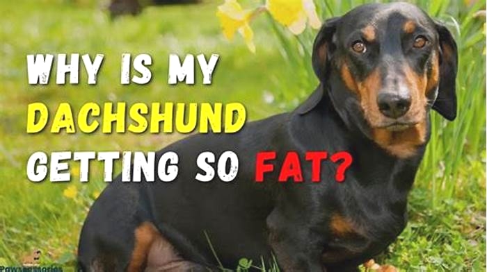 How do I tell if my Dachshund is overweight?