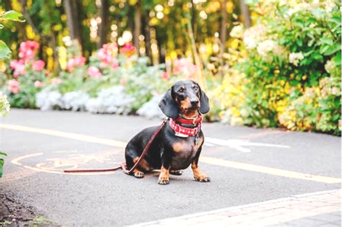 How far should I walk my dachshund?