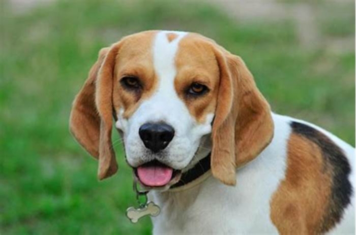 How intelligent are Beagles?