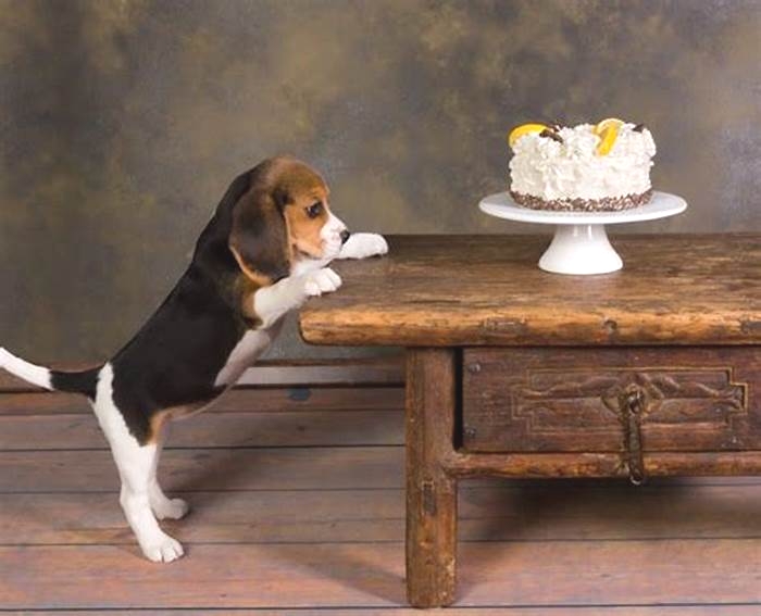 How long can Beagles go without food