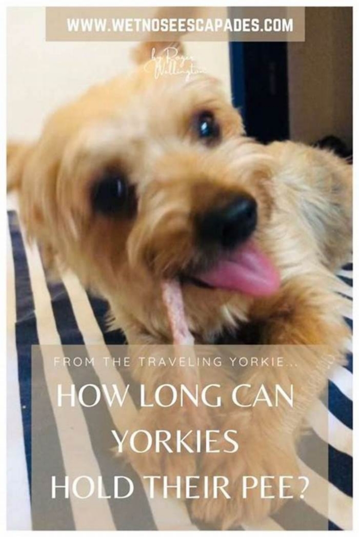 How long can Yorkie hold pee at night?