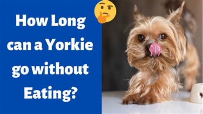 How long can a Yorkie go without eating