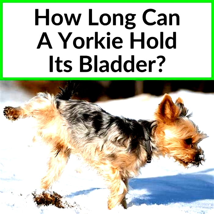 How long can a Yorkie hold its pee?