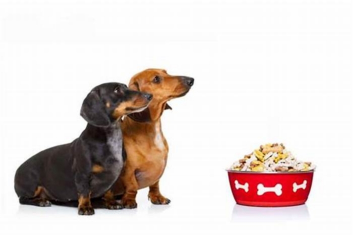 How long can a dachshund go without eating