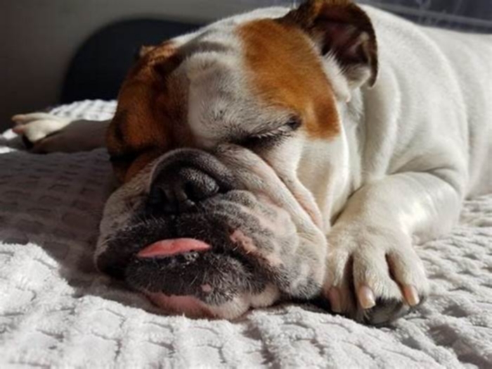 How long do Bulldogs dogs live?