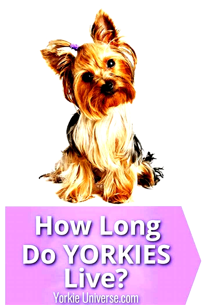 How long do Yorkies stay alive?