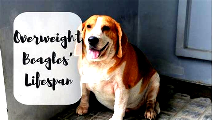 How long do overweight Beagles live