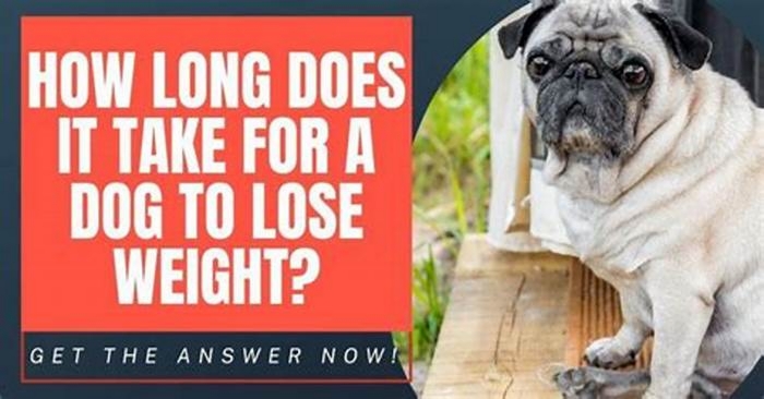 How long does it take a dog to lose 1kg?