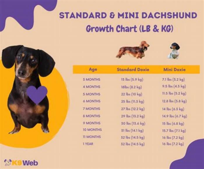 How long does it take for a Dachshund to lose weight?