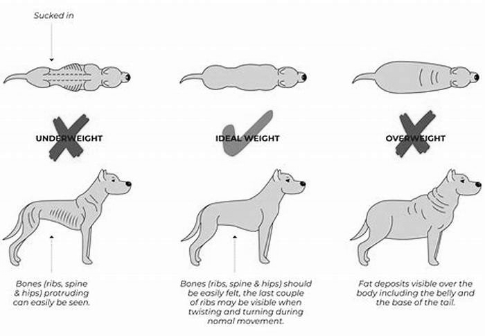 How long does it take for a dog to lose 3kg