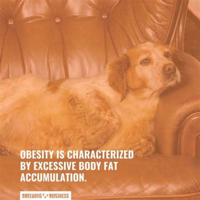 How long will an obese dog live?