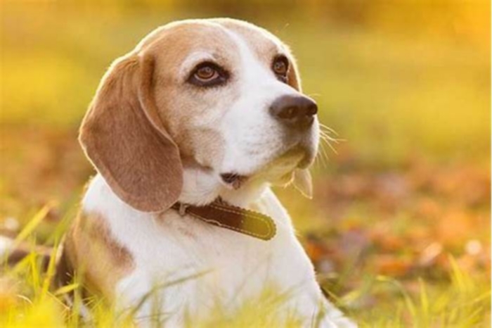 How many times a day should a Beagle eat?