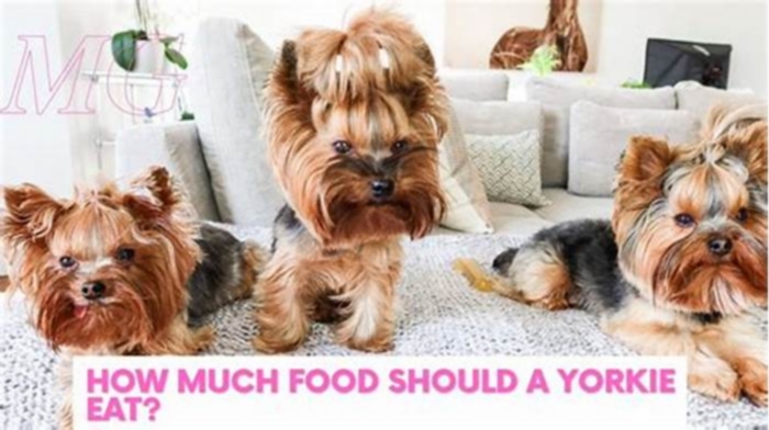 How many times a day should a Yorkie eat?