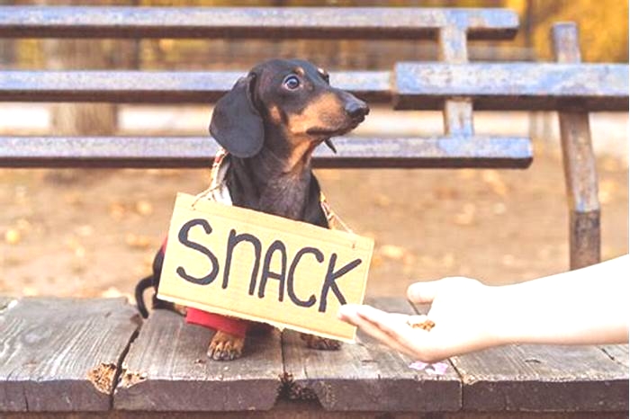 How many times should a Dachshund eat a day