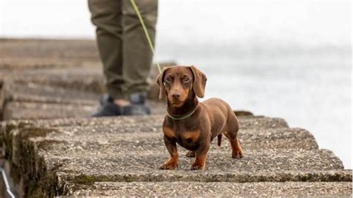 How many times should you walk a dachshund