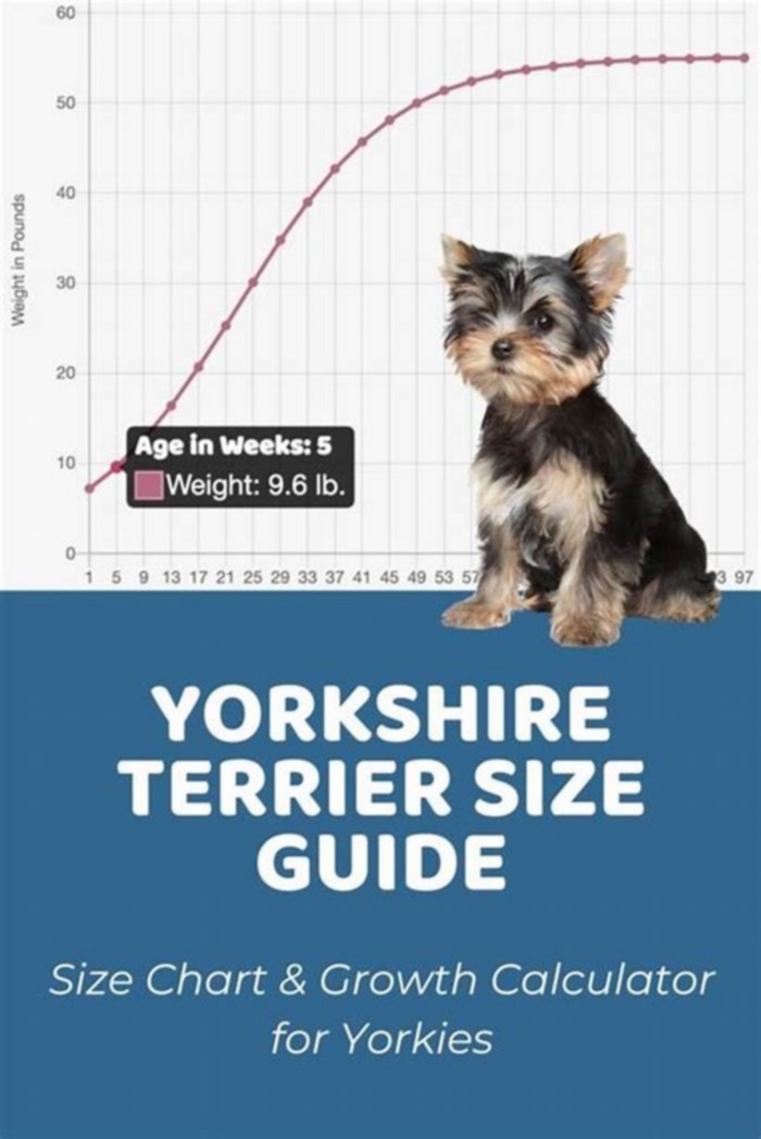 How much do Yorkies weigh in kg