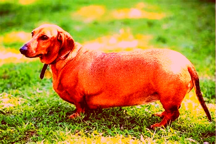 How much does the fattest dachshund weigh?