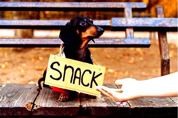 How much food should a Dachshund eat a day?