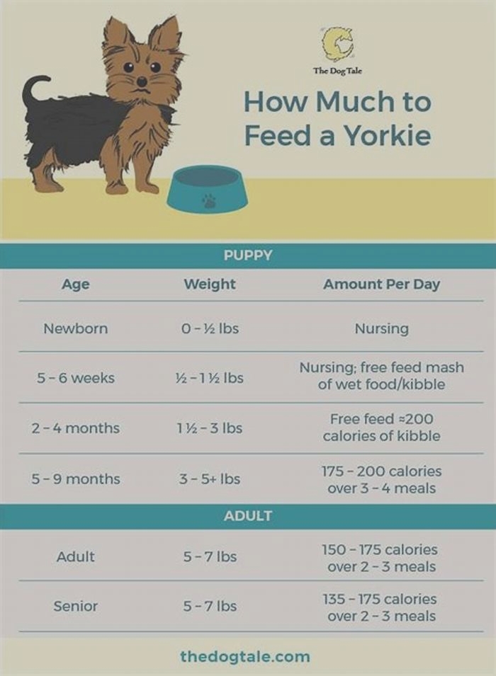 How much food should a Yorkie eat per day?