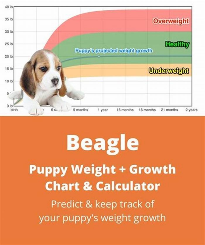 How much should a 7 year old Beagle weigh