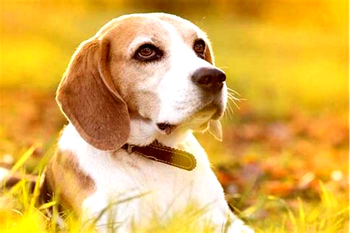 How much should a Beagle eat a day