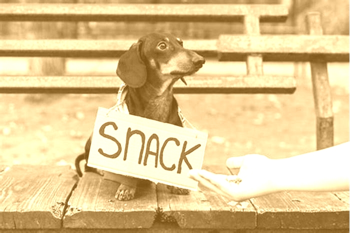 How much should a dachshund eat a day?