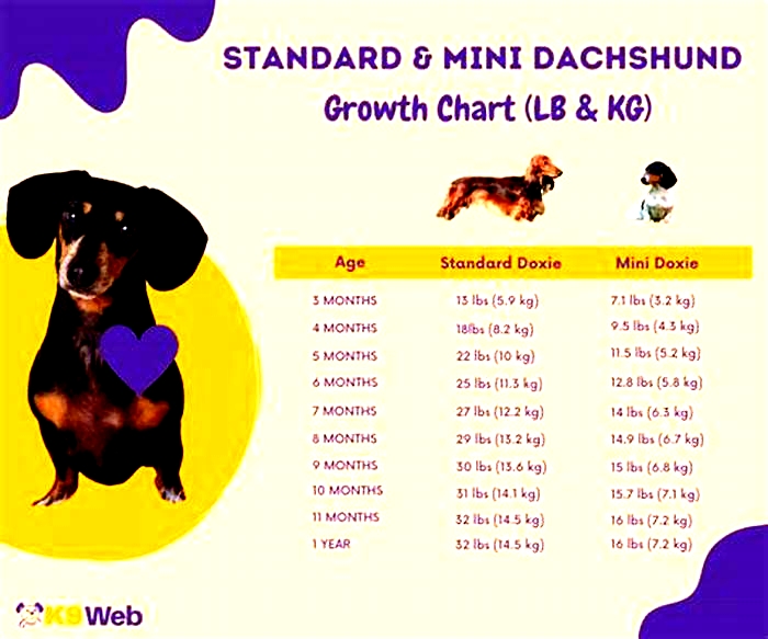 How much should a dachshund weigh