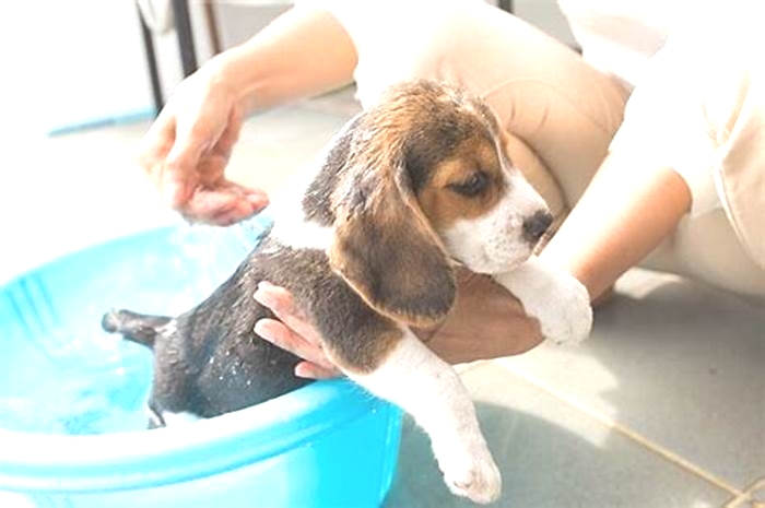 How often should Beagles bathe?