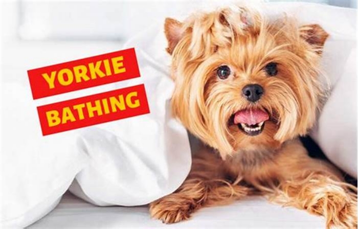 How often should Yorkies be bathed?