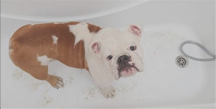 How often should bulldogs be bathed?