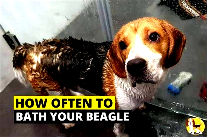 How often should you bathe a Beagle?