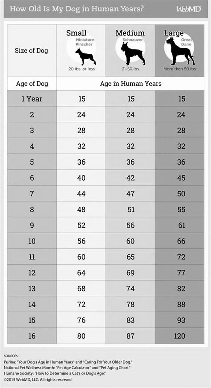 How old is a 10 year old Bulldog in human years