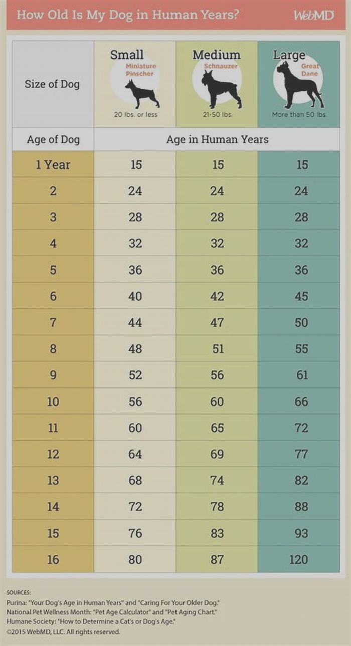 How old is a 13 year old bulldog in human years