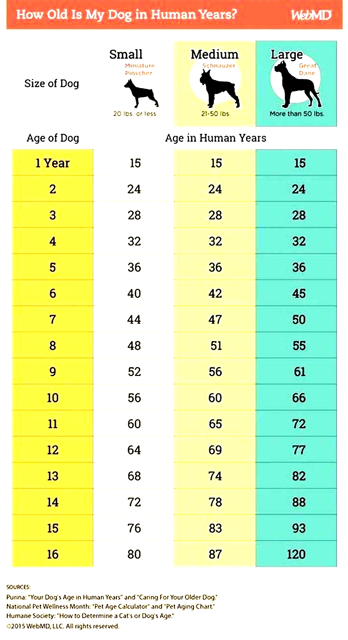 How old is a 15 year old dog in human life