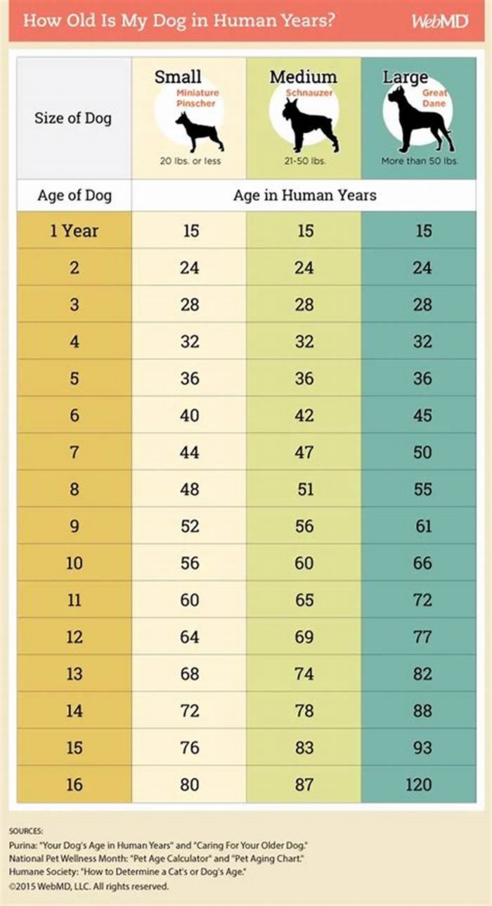 How old is a 17 year old Yorkie in human years?