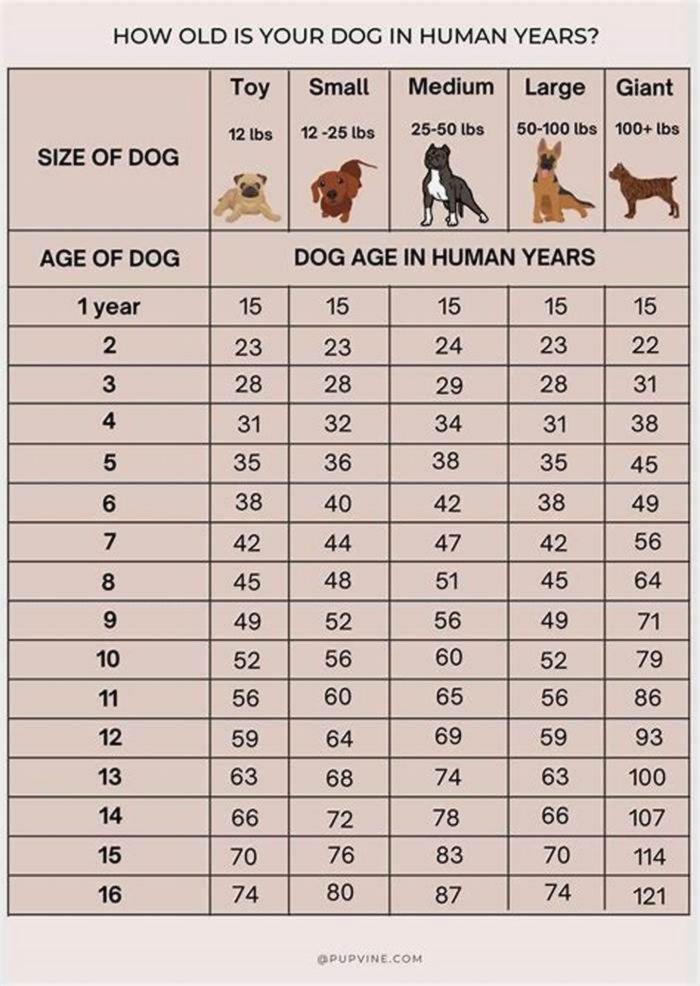 How old is a 2 year old Bulldog in human years?