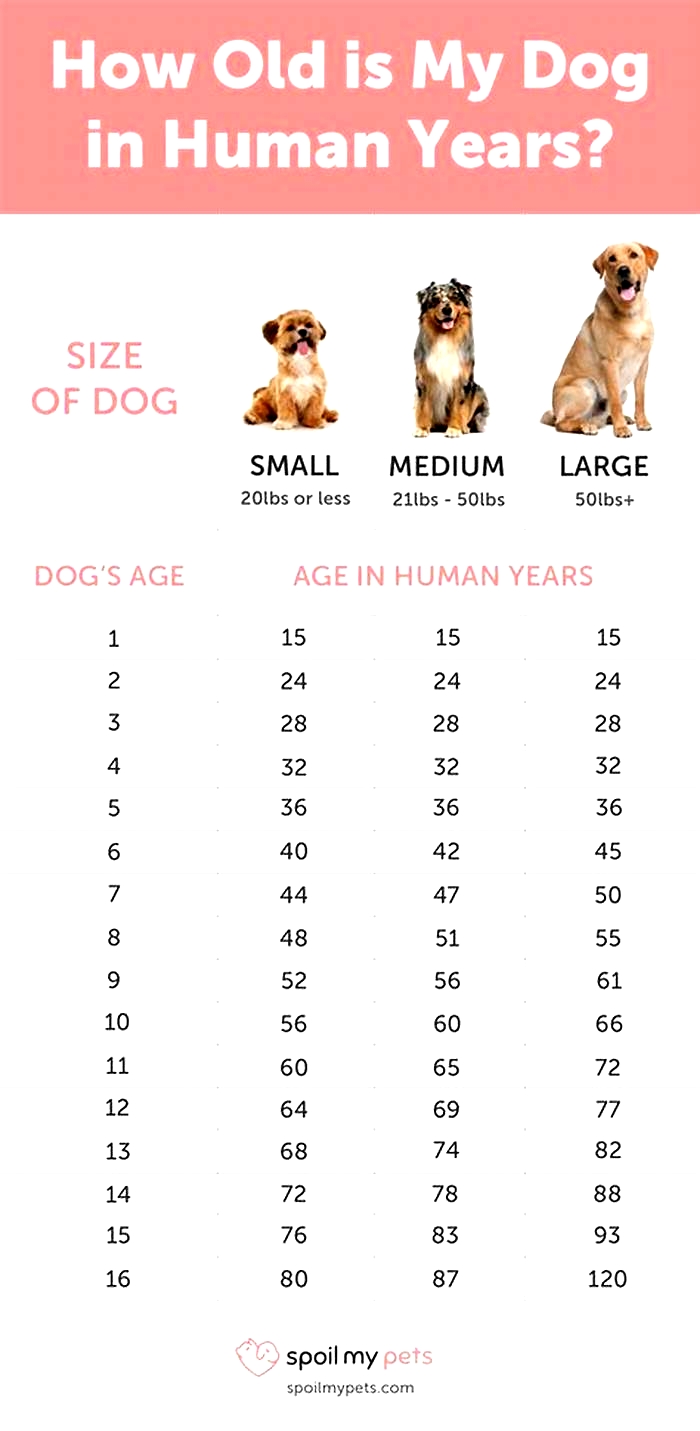 How old is a 2 year old Yorkie in human years?