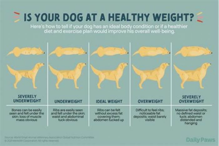 How quickly is it safe for a dog to lose weight