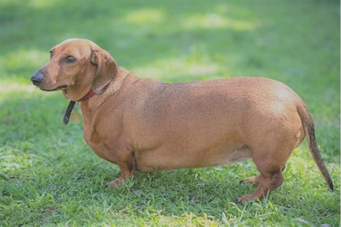 How to Help Your Obese Dachshund Shed Pounds