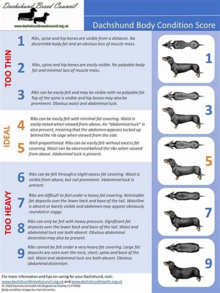 How to Measure Your Dachshunds Body Condition Score