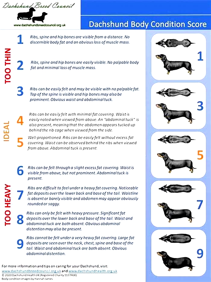 How to Measure Your Dachshund’s Body Condition Score