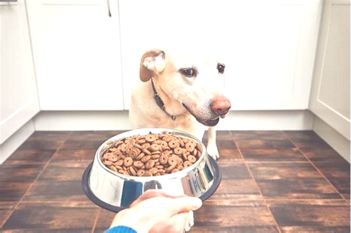 How to fatten up a dog naturally