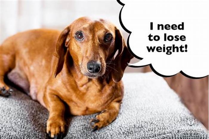 How to get Dachshunds to lose weight?