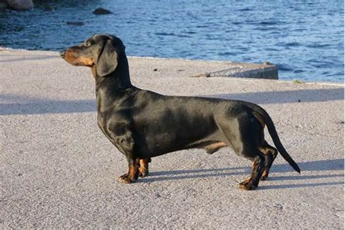 How to know if a dachshund is purebred?