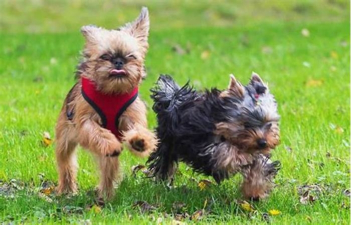 How to make Yorkies lose weight?