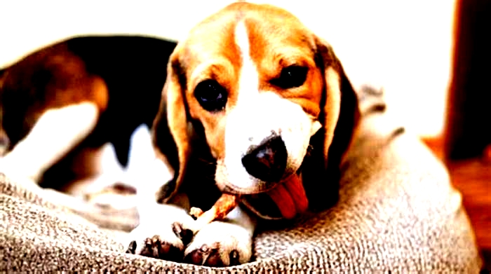 How to slow down Beagle eating?