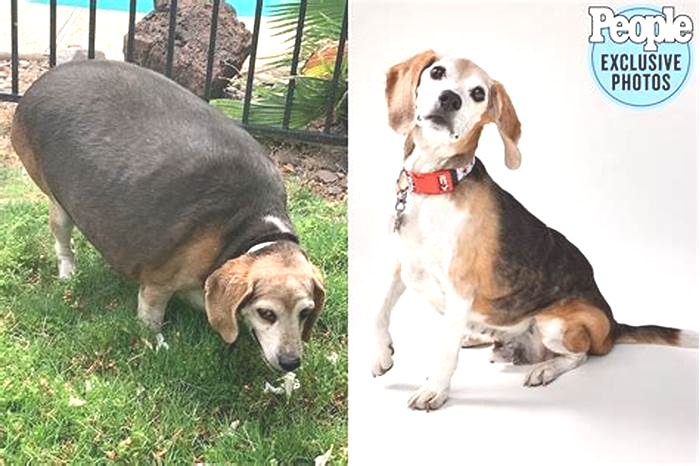 How to tell if a Beagle is overweight